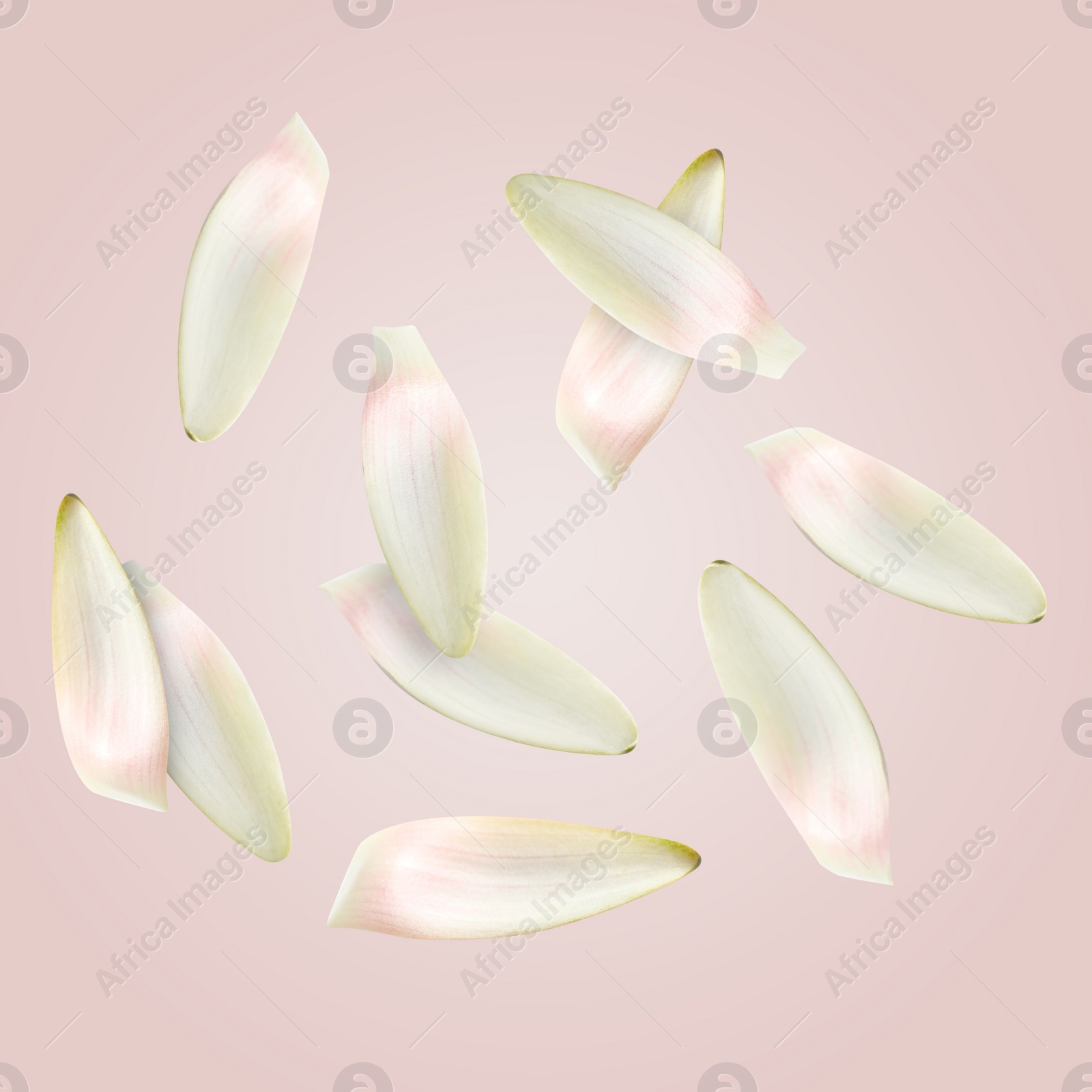 Image of Lotus flower petals falling on light pink background