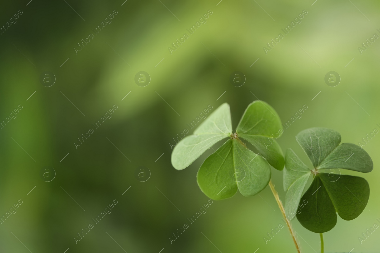 Photo of Clover leaves on blurred background, space for text. St. Patrick's Day symbol