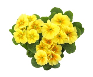 Photo of Beautiful primula (primrose) plants with yellow flowers on white background, top view. Spring blossom