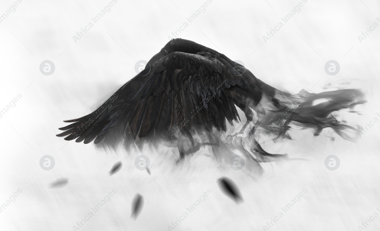 Image of Black raven flying through mist, fantasy image