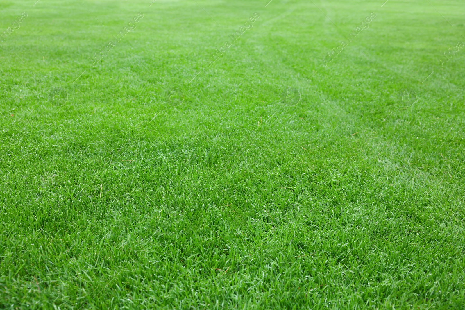 Photo of Beautiful freshly cut green lawn in park