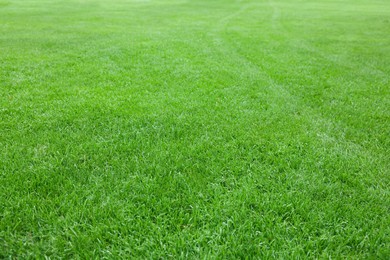 Photo of Beautiful freshly cut green lawn in park