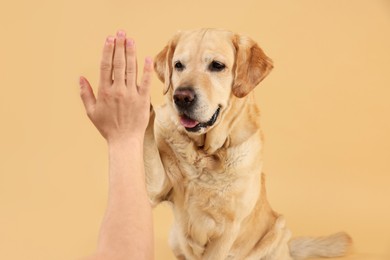 Photo of Cute Labrador Retriever dog giving high five to man on beige background