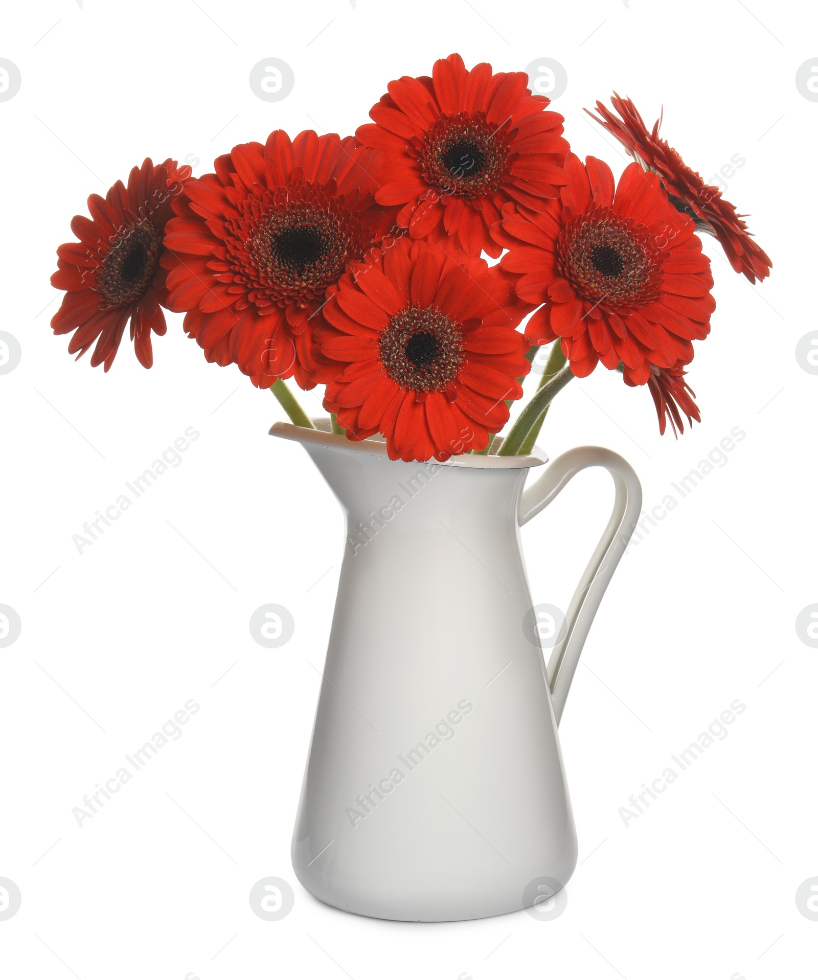 Photo of Bouquet of beautiful red gerbera flowers in ceramic jug on white background