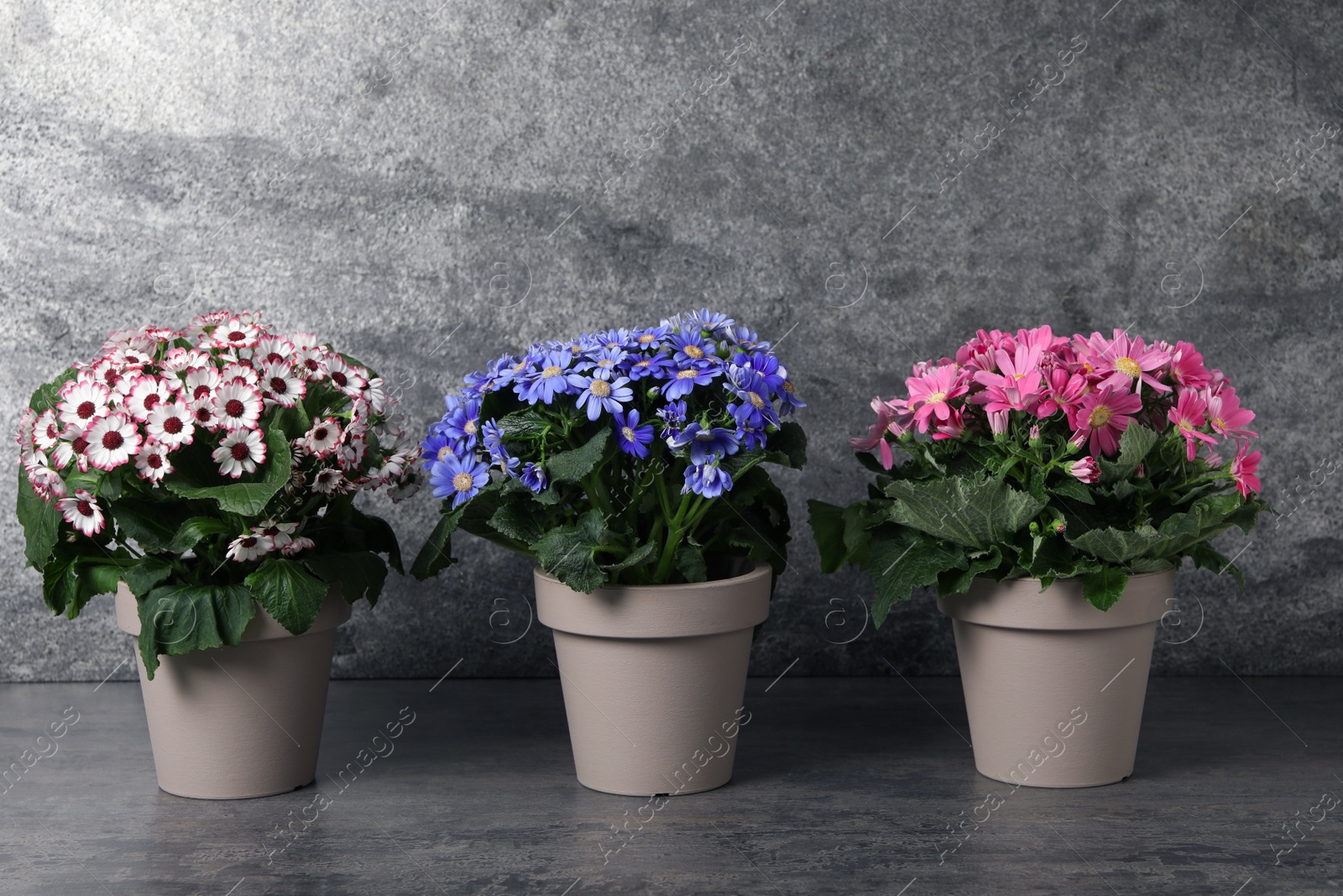 Photo of Beautiful colorful cineraria plants in flower pots on grey table