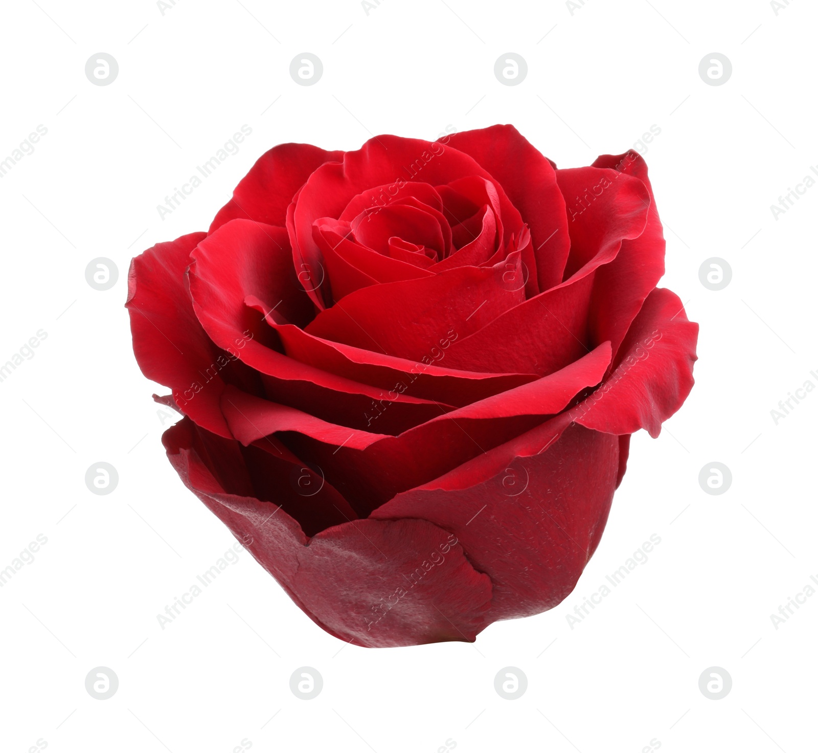 Photo of Beautiful fresh red rose isolated on white