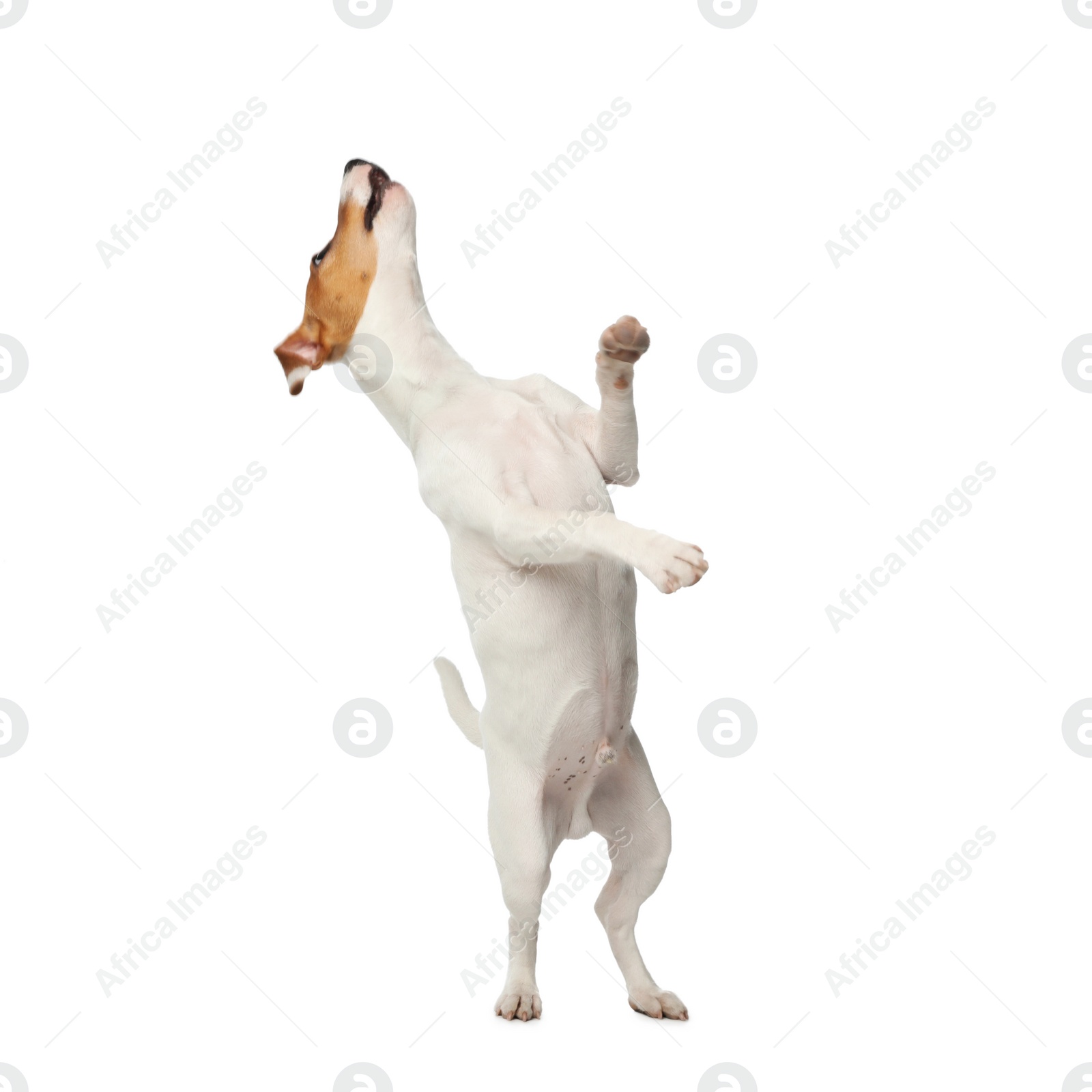 Photo of Cute Jack Russel Terrier on white background. Lovely dog