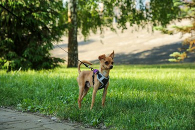 Cute Chihuahua with leash on green grass outdoors. Dog walking