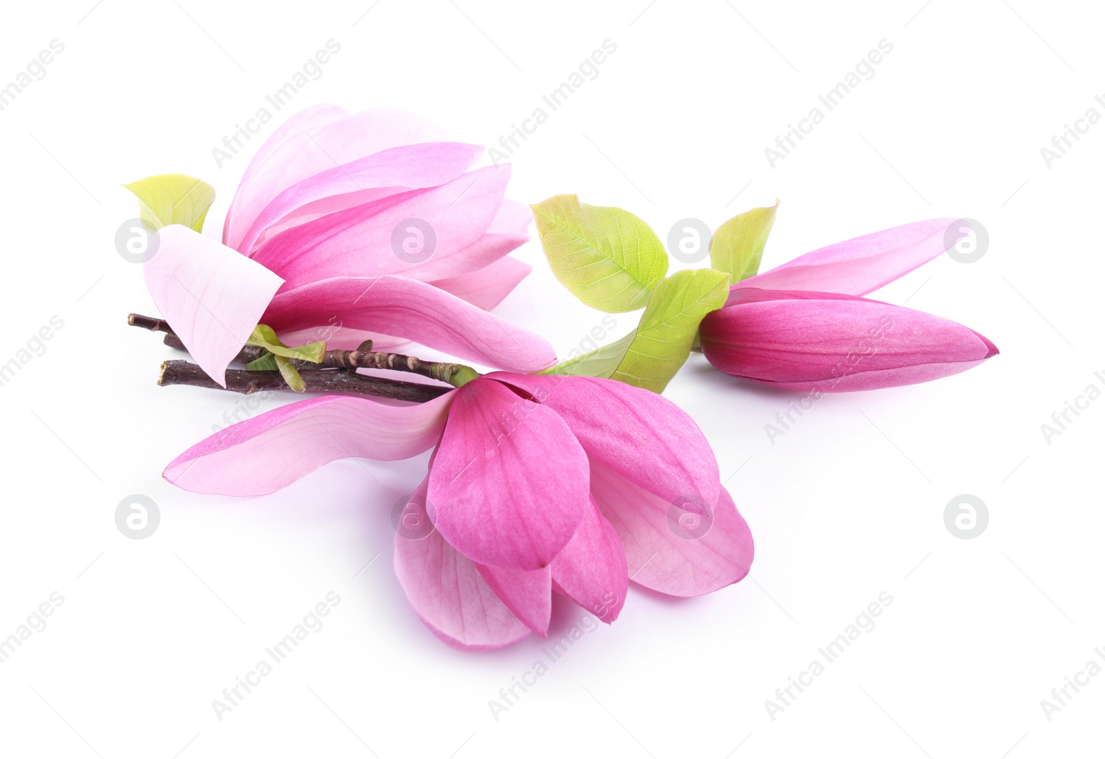 Photo of Beautiful pink magnolia flowers isolated on white