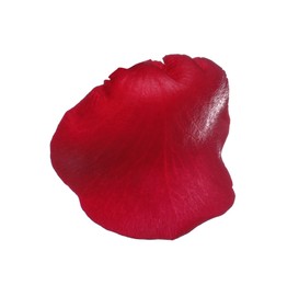 Photo of Red rose flower petal on white background