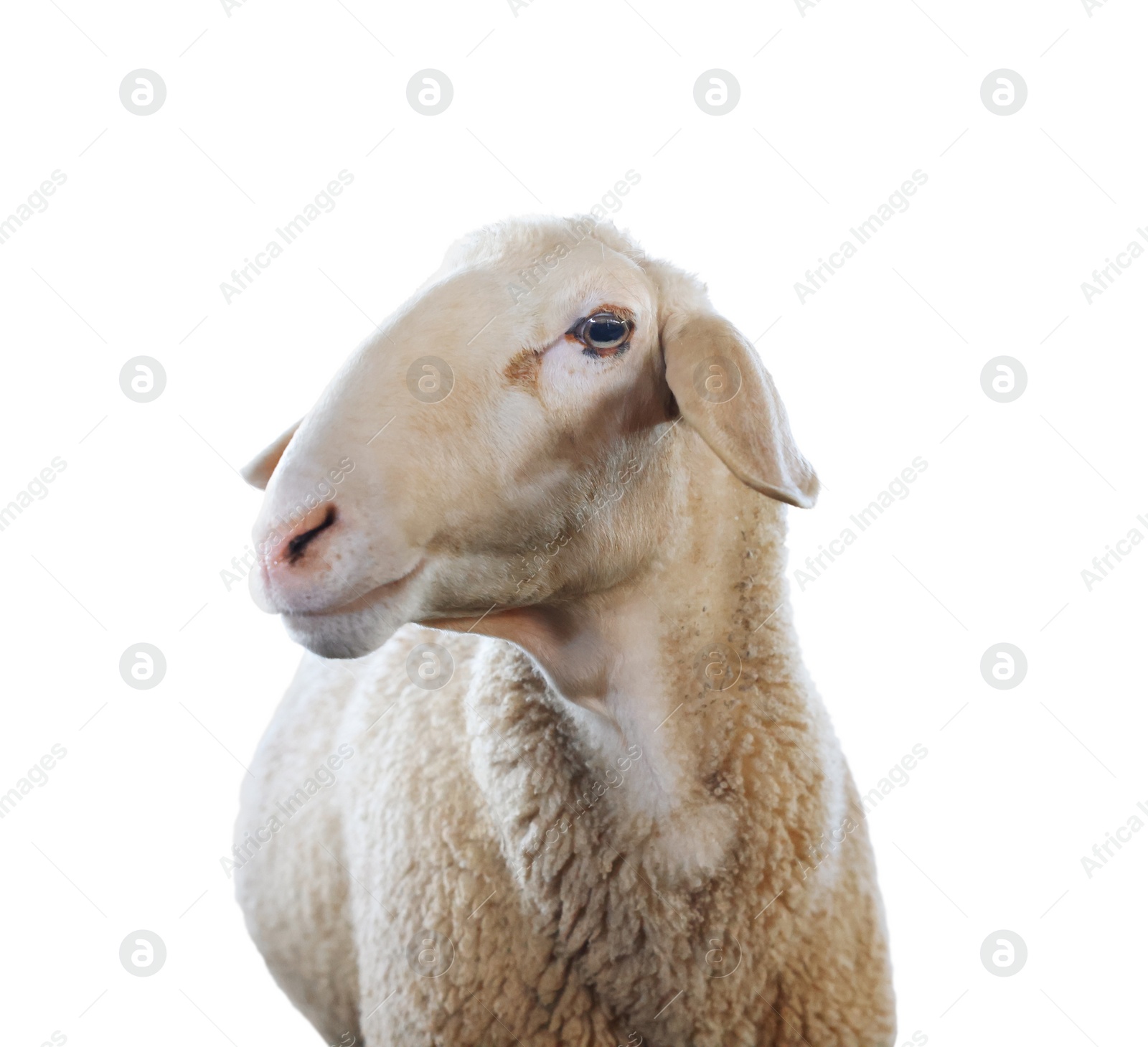 Image of Cute sheep isolated on white. Farm animal