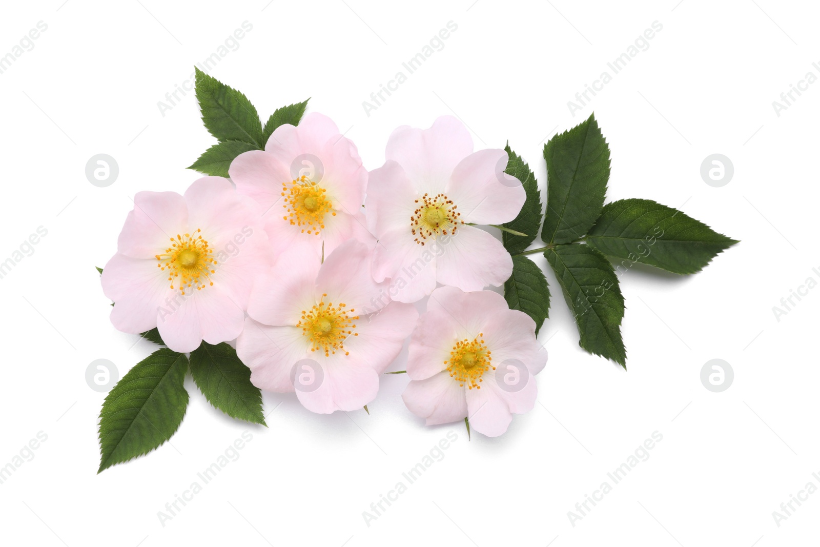 Photo of Beautiful rose hip flowers with leaves on white background, top view