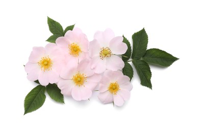 Photo of Beautiful rose hip flowers with leaves on white background, top view