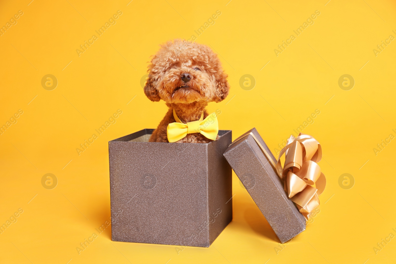 Photo of Cute Maltipoo dog with yellow bow tie in gift box on orange background