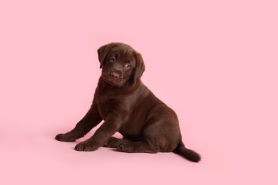 Photo of Cute chocolate Labrador Retriever puppy on pink background