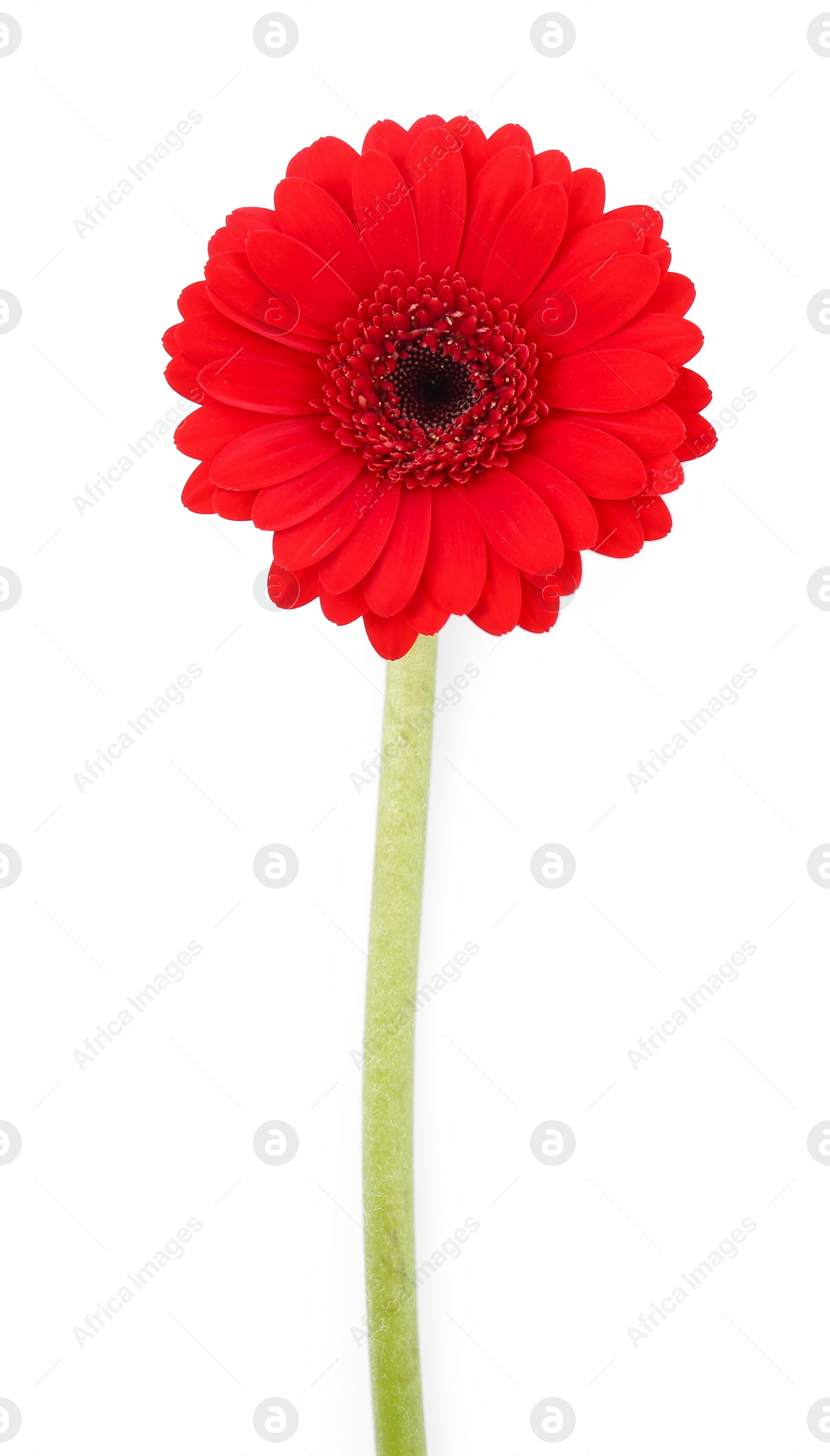 Photo of Beautiful red gerbera flower isolated on white, top view