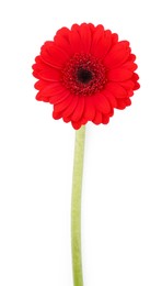 Photo of Beautiful red gerbera flower isolated on white, top view