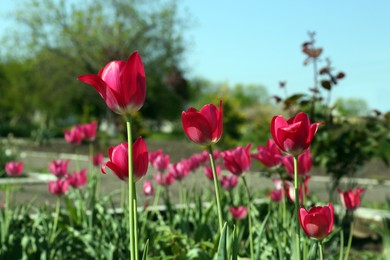 Photo of Beautiful pink tulips growing in garden. Spring season