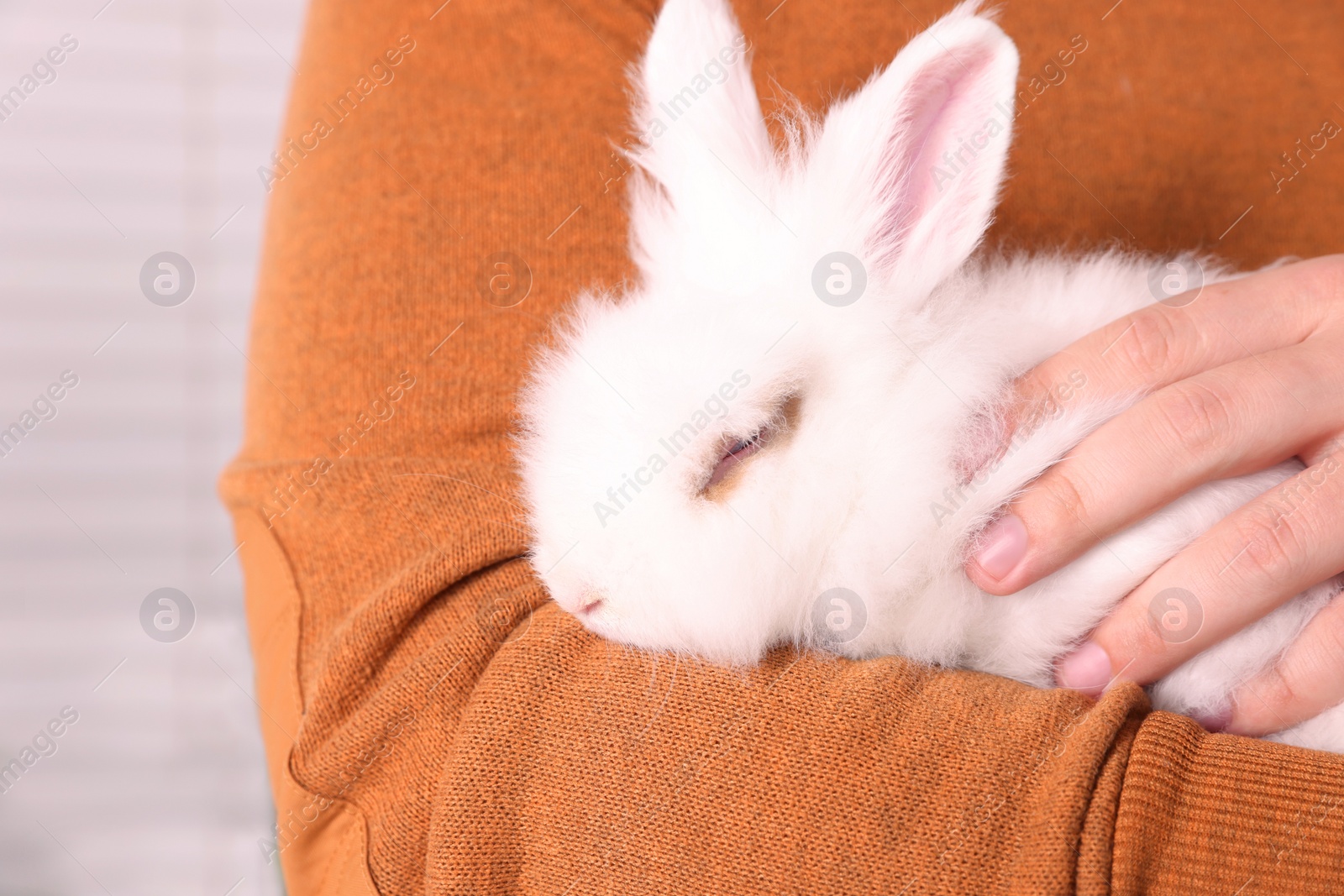 Photo of Man with fluffy white rabbit indoors, closeup. Cute pet