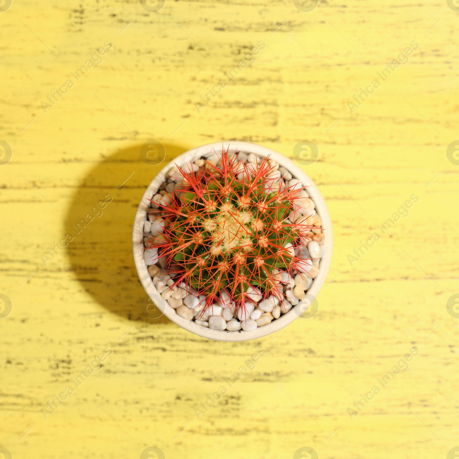 Photo of Beautiful cactus on wooden background, top view