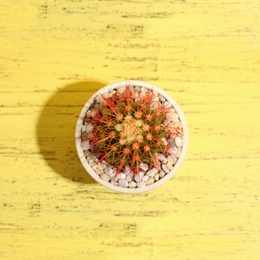 Beautiful cactus on wooden background, top view