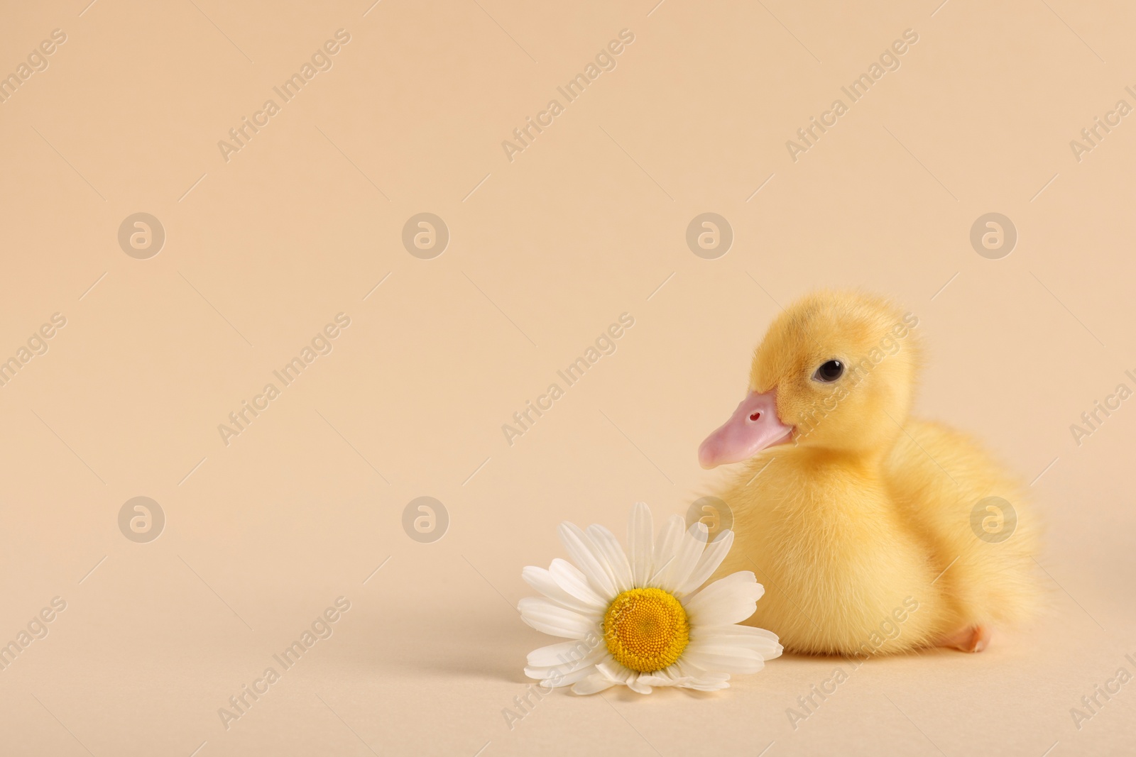 Photo of Baby animal. Cute fluffy duckling near flower on beige background, space for text