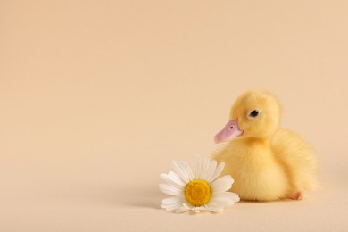 Photo of Baby animal. Cute fluffy duckling near flower on beige background, space for text