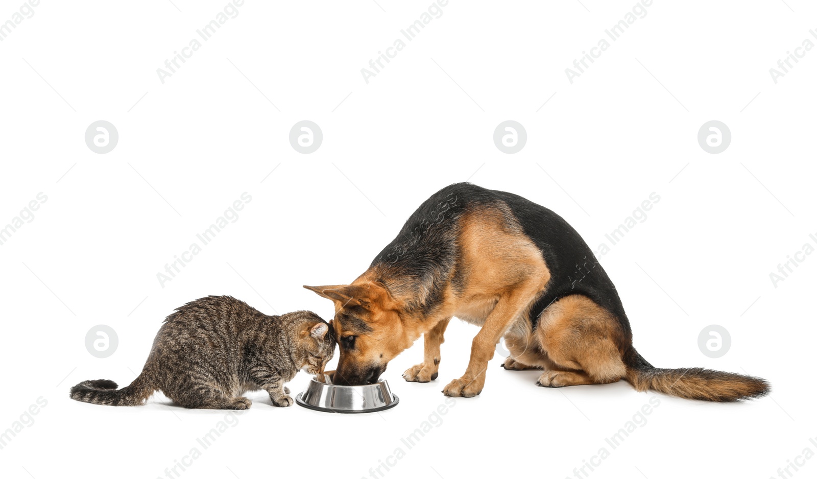 Photo of Adorable cat and dog sharing bowl of food on white background. Animal friendship