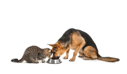 Photo of Adorable cat and dog sharing bowl of food on white background. Animal friendship