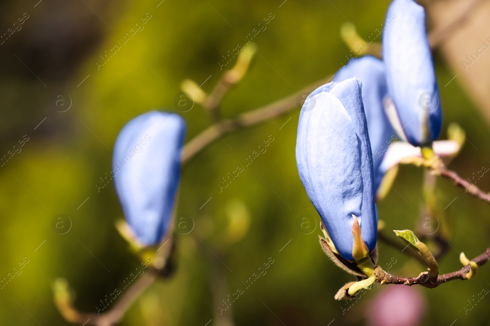 Image of Beautiful delicate magnolia Blue Opal tree outdoors, closeup. Spring season