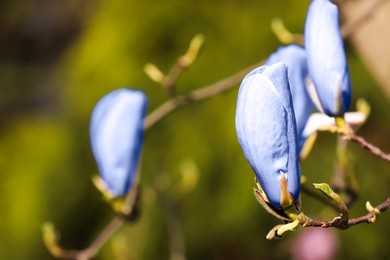 Image of Beautiful delicate magnolia Blue Opal tree outdoors, closeup. Spring season