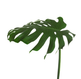 Photo of Green fresh monstera leaf isolated on white. Tropical plant