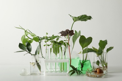 Laboratory glassware with plants on white background. Chemistry concept