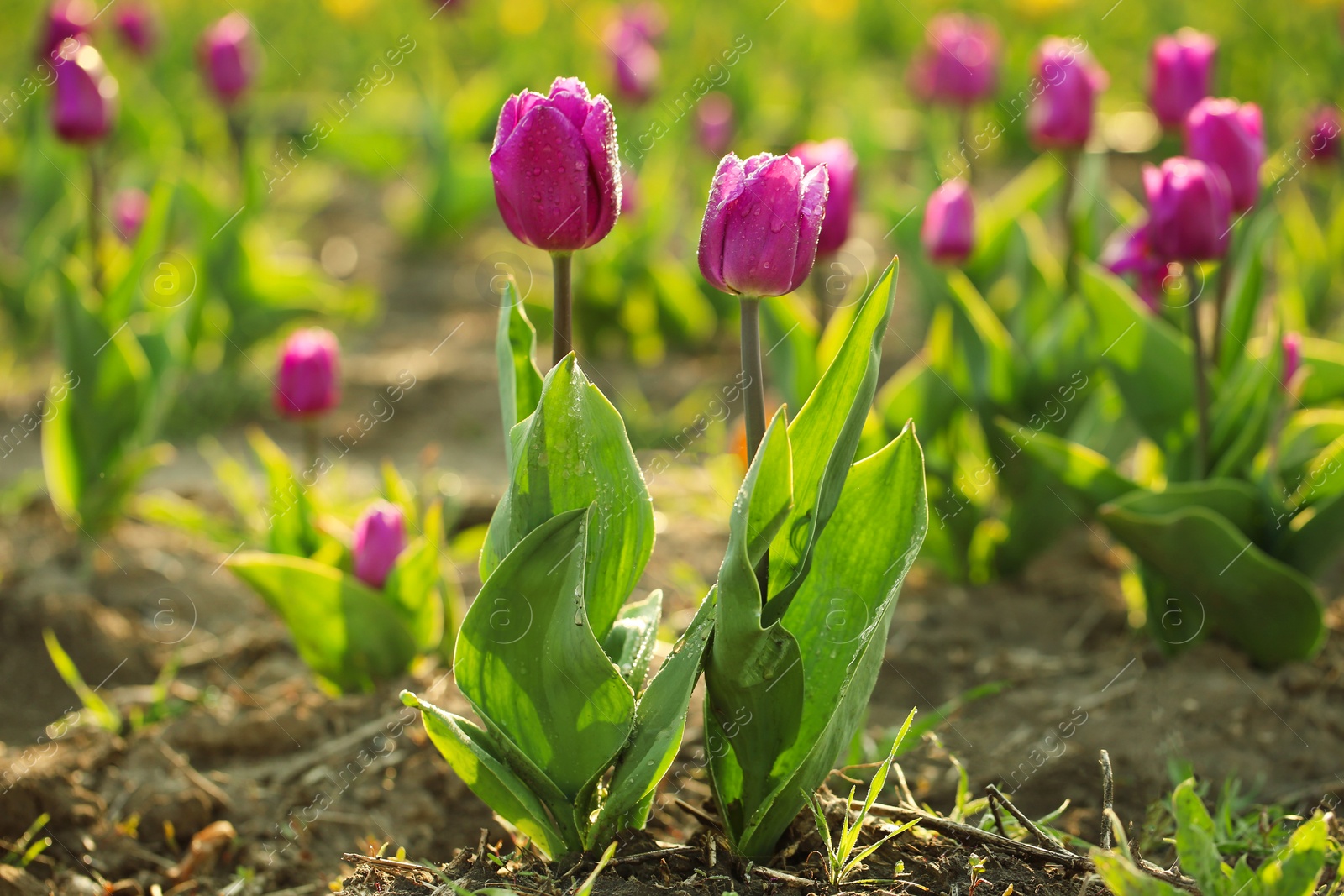 Photo of Field with fresh beautiful tulips, space for text. Blooming spring flowers