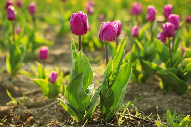 Photo of Field with fresh beautiful tulips, space for text. Blooming spring flowers