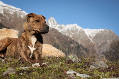 Adorable dogs in mountains on sunny day. Space for text