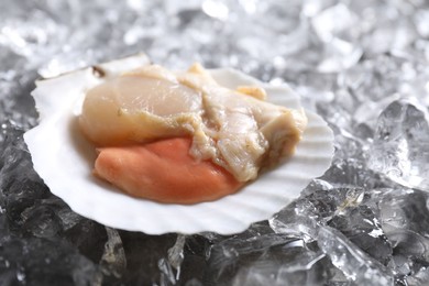 Photo of Fresh raw scallop in shell on ice cubes, closeup