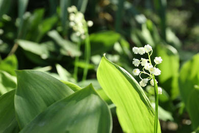 Photo of Beautiful lily of the valley in garden on sunny spring day