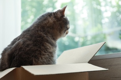 Cute grey tabby cat in cardboard box near window at home