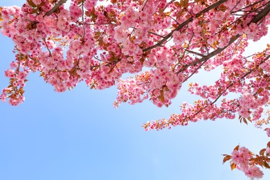 Photo of Beautiful blossoming sakura tree against blue sky, closeup