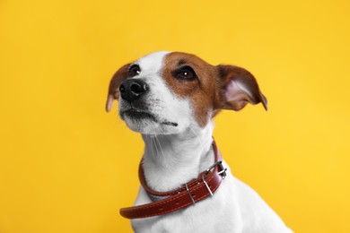 Photo of Adorable Jack Russell terrier with collar on yellow background