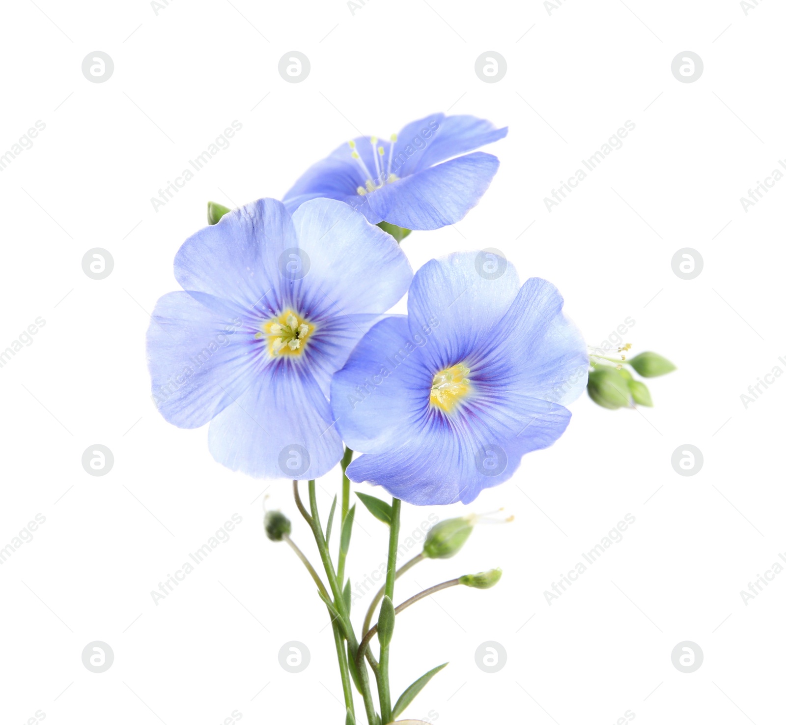 Photo of Beautiful light blue flax flowers isolated on white