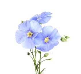 Beautiful light blue flax flowers isolated on white