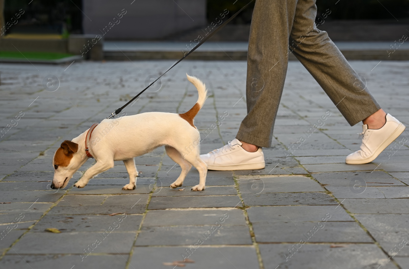 Photo of Man with adorable Jack Russell Terrier on city street, closeup. Dog walking