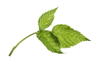 Fresh green raspberry leaves isolated on white