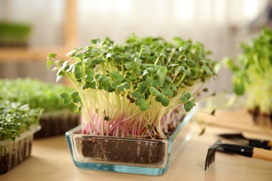 Photo of Fresh organic microgreens and gardening tools on wooden table indoors, closeup