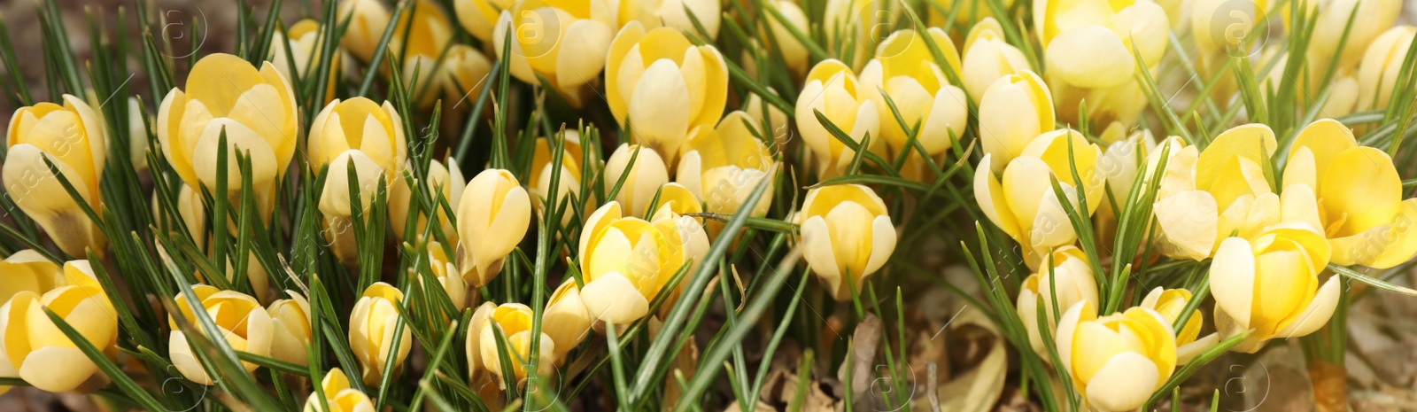 Image of Beautiful yellow crocus flowers growing in garden. Banner design 