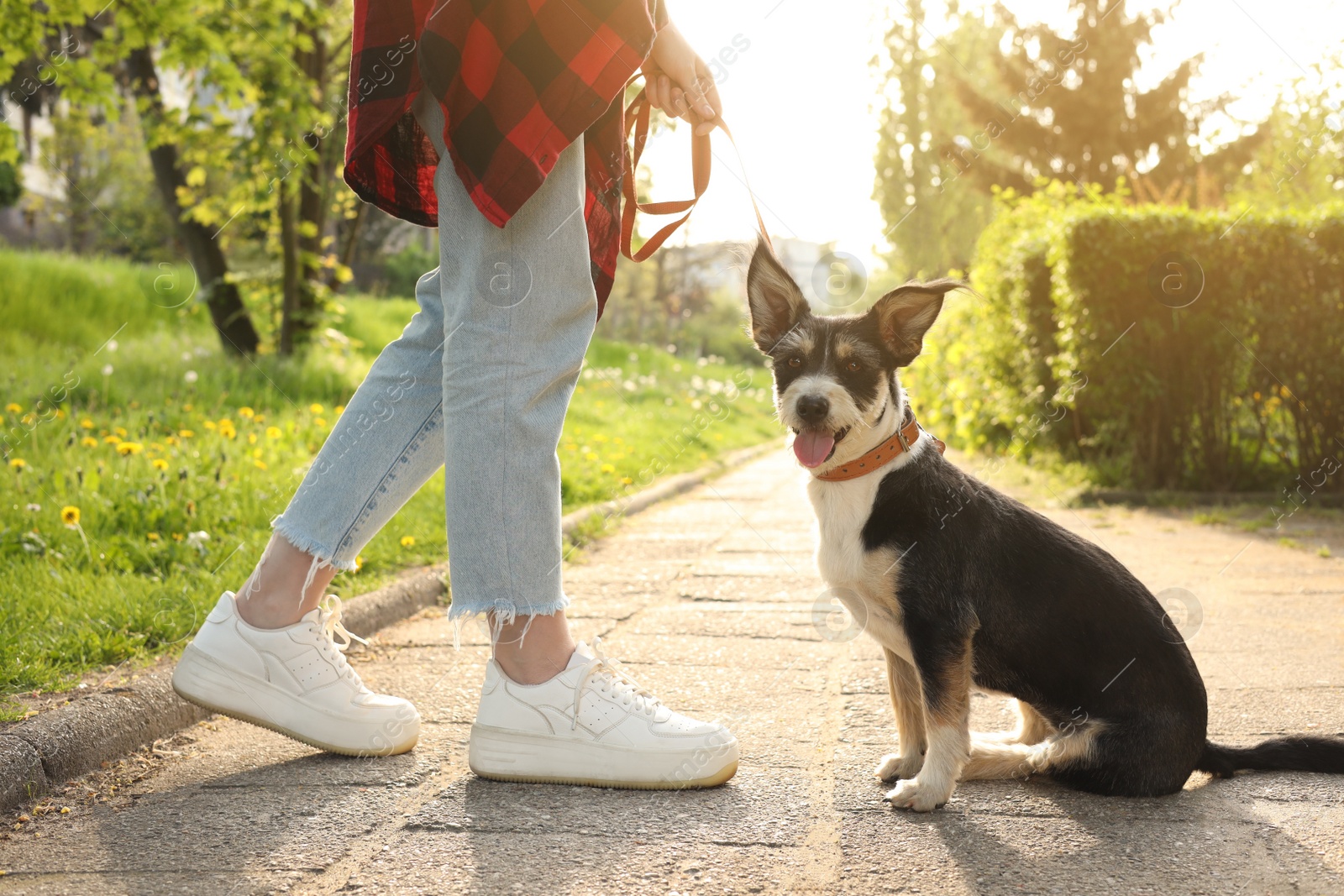 Photo of Woman with her cute dog in park, closeup