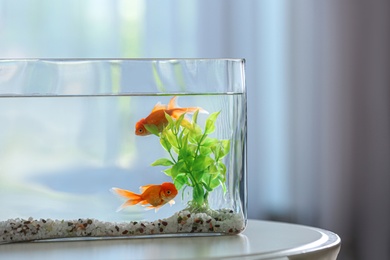 Beautiful bright goldfish in aquarium on table. Space for text