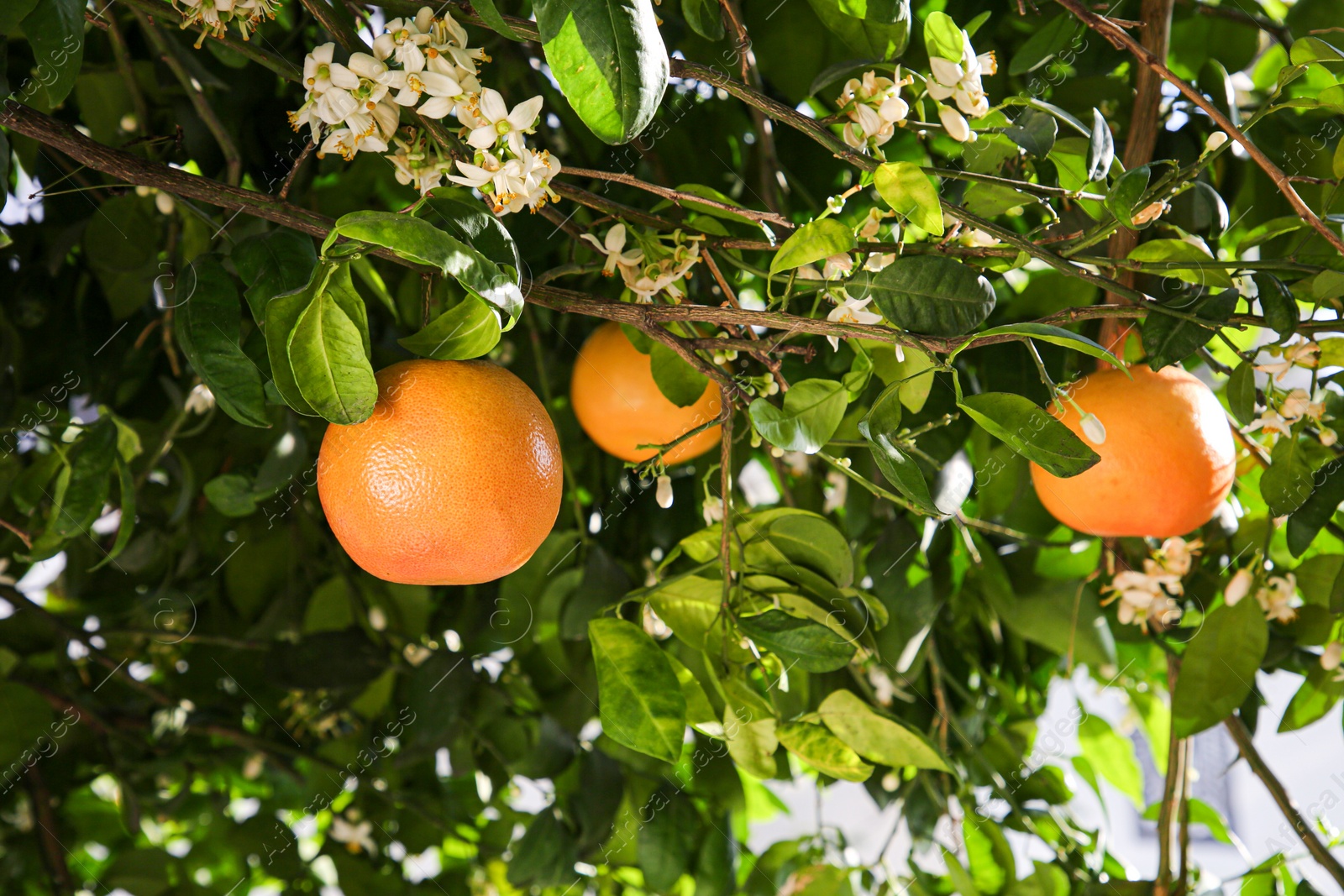 Photo of Fresh ripe grapefruits growing on tree outdoors